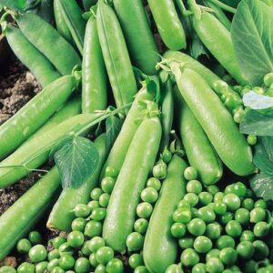 Avola adăugat la favorite!