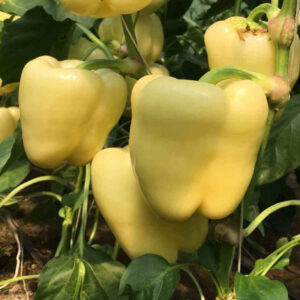 Goldano F1 adăugat la favorite!