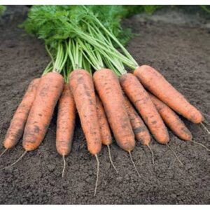 Belgrado F1 adăugat la favorite!