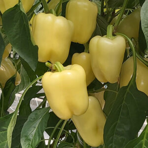 Bernita F1 adăugat la favorite!