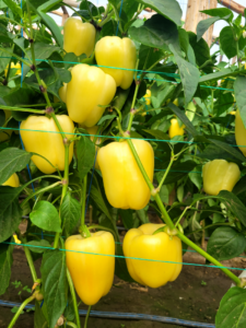 Garcovia F1 adăugat la favorite!