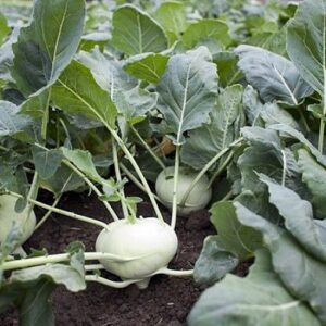 Cindy F1 adăugat la favorite!