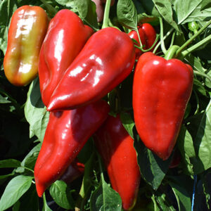 Kadet F1 adăugat la favorite!