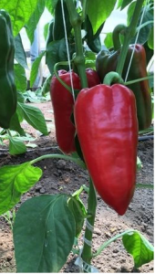 Krypton F1 adăugat la favorite!