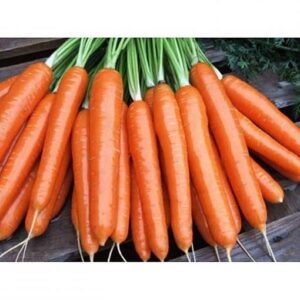 Laguna F1 adăugat la favorite!