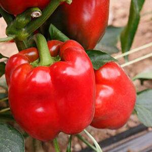 Olmo F1 adăugat la favorite!