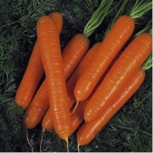 Sirkana F1 adăugat la favorite!