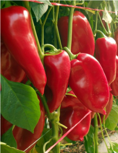 Ureche de Elefant adăugat la favorite!