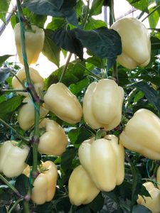 Cecilia F1 adăugat la favorite!