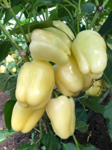 Ipon F1 adăugat la favorite!