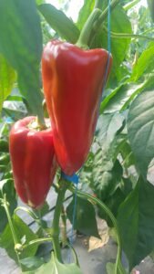 Arhivarius F1 adăugat la favorite!