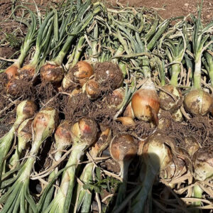 Baragan F1 adăugat la favorite!