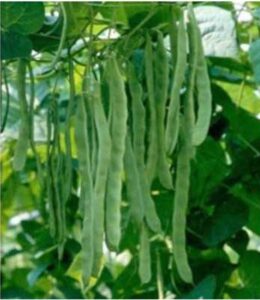 Fiji adăugat la favorite!