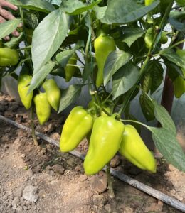 Kantata F1 adăugat la favorite!