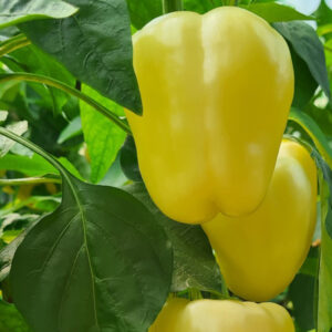 Silver Star F1 adăugat la favorite!