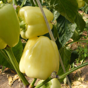 Apollo F1 adăugat la favorite!