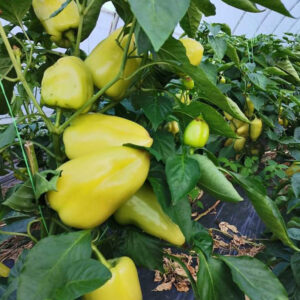 Blancina F1 adăugat la favorite!