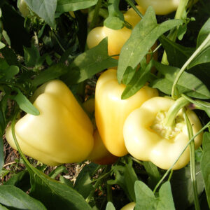 Boni adăugat la favorite!