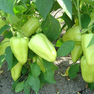 Lotta F1 adăugat la favorite!