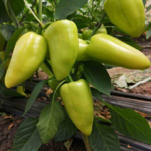 Lexana F1 adăugat la favorite!