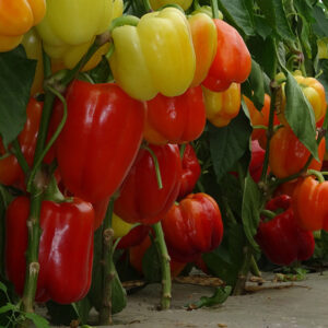 Piedone F1 adăugat la favorite!