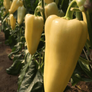 Trinity F1 adăugat la favorite!