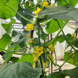 Spino F1 adăugat la favorite!