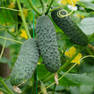 SV4097 F1 adăugat la favorite!