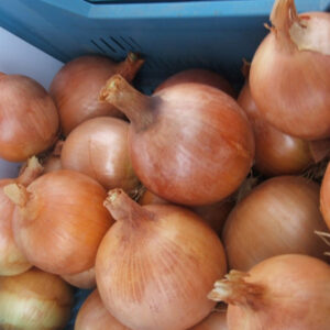 Arpagic galben Medusa F1 adăugat la favorite!