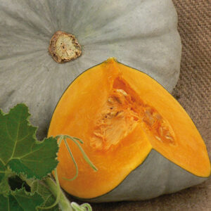 Sampston F1 adăugat la favorite!