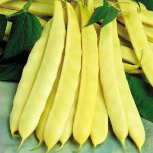 Capitano adăugat la favorite!