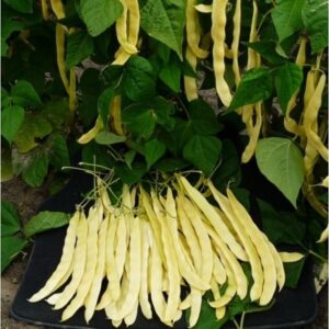 Golden Gate adăugat la favorite!