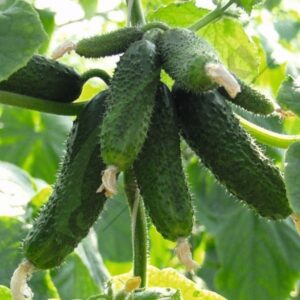 Amour F1 adăugat la favorite!