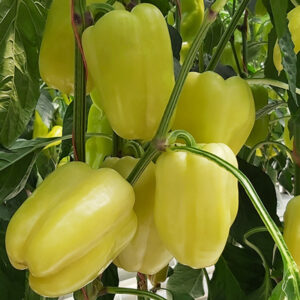 Bagoly F1 adăugat la favorite!