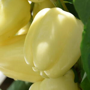 Bibic F1 adăugat la favorite!