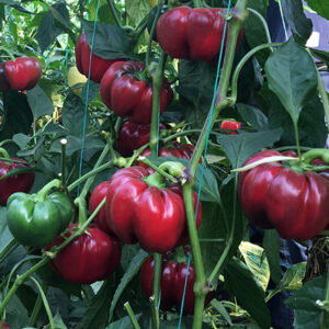 Gogorez F1 adăugat la favorite!