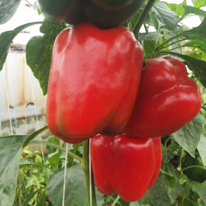 Solomon F1 adăugat la favorite!