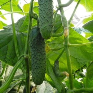 Artist F1 adăugat la favorite!