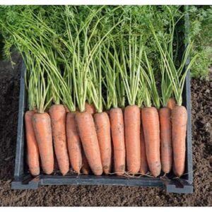 Bermuda F1 adăugat la favorite!