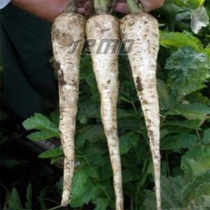 Bielas adăugat la favorite!