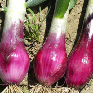 Tropea rossa lunga adăugat la favorite!