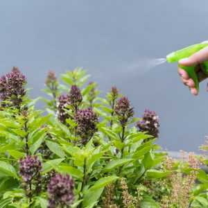Pesticide