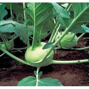 Quikstar F1 adăugat la favorite!