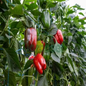 Isabel F1 adăugat la favorite!