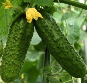 Kaminari F1 adăugat la favorite!