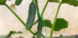 Domani F1 adăugat la favorite!