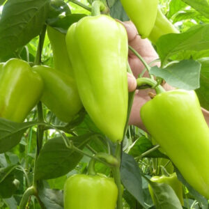 Todiresti F1 adăugat la favorite!