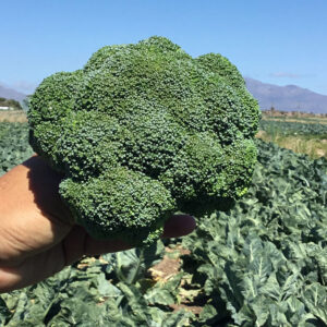 Naxos F1 adăugat la favorite!