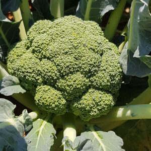 Triton F1 adăugat la favorite!