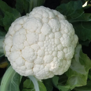 Merton F1 adăugat la favorite!